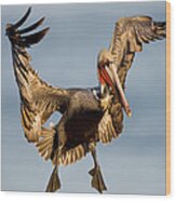 Brown Pelican Pelecanus Occidentalis Wood Print