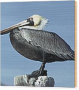 Brown Pelican Perching San Carlos Mexico Wood Print