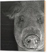 Pig Photo Black And White Photo Wood Print