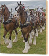 Budweiser Clydesdales Wood Print
