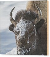 Buffalo In Snow Wood Print