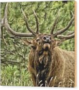 Bugling Bull Elk Ii Wood Print