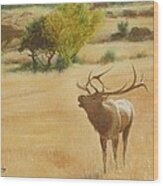 Bull Elk At Moraine Park Wood Print