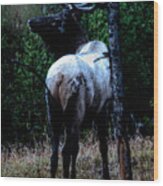 Bull Elk In Moonlight Wood Print