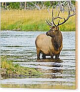 Bull Elk In The Madison Wood Print
