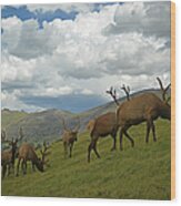Bull Elk Wood Print