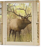 Bull Elk Window View Wood Print