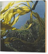 Bull Kelp Nereocystis Luetkeana Wood Print
