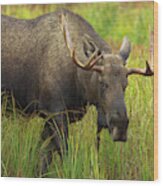 Bull Moose Denali National Park Wood Print