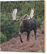 Bull Moose In Autumn Wood Print