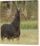 Bull Moose In Rut Wood Print