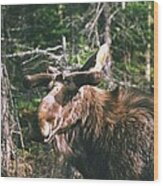 Bull Moose In Spring Wood Print