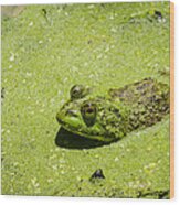 Bullfrog In Duckweed Wood Print