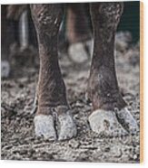 Bull's Feet Wood Print