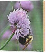 Bumblebee On Clover Wood Print