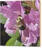 Bumblebee On Rhododendron Wood Print