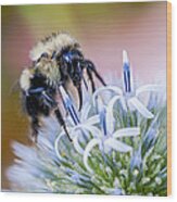 Bumblebee On Thistle Blossom Wood Print