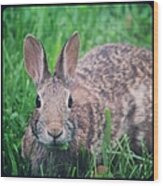 #bunny #rabbit Wood Print