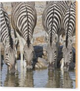 Burchells Zebras Drinking Etosha Np Wood Print