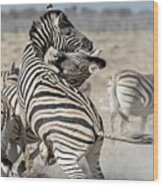 Burchell's Zebras Fighting Wood Print