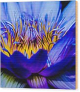 Burning Water Lily Wood Print