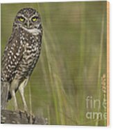 Burrowing Owl Stare Wood Print