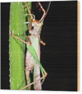 Bush Cricket Wood Print