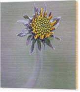 Bush Sunflower Opening Wood Print