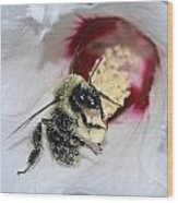 Busy Bee Wood Print