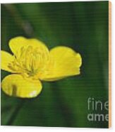 Buttercup In The Meadow Wood Print