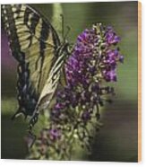 Butterflies Along The Blue Ridge Wood Print