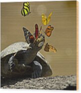 Butterflies Sipping Salt From Turtles Wood Print