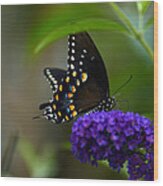 Butterfly Atttaction Wood Print