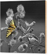 Butterfly Color My World Wood Print
