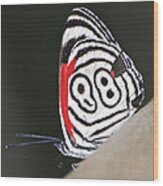 Butterfly Diaethria Euclides Phlogea Wood Print