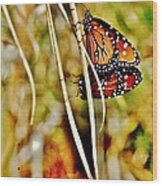 Butterfly Duo Wood Print