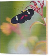 Butterfly In A Vibrant Garden Wood Print