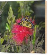 Butterfly In Flower Bush Wood Print