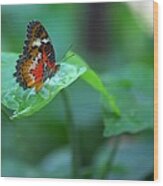 Butterfly On A Leaf Wood Print