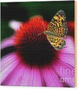 Butterfly On Flower Wood Print