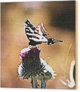 Butterfly On Thistle Wood Print