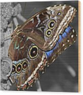 Butterfly Spot Color 1 Wood Print