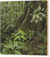 Buttress Roots In Rainforest Yasuni Wood Print