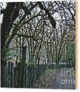 C Ribet Oak Tree Art Napa Country Road Wood Print