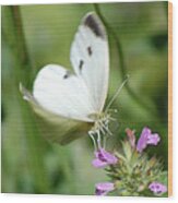 Cabbage White Dancing On Her Toes Wood Print