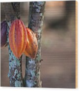 Cacao Tree Wood Print