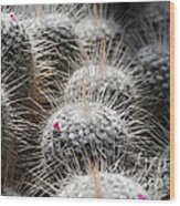 Cactus Bloom Wood Print