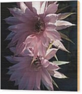 Cactus Flowers In Pink Wood Print