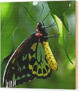 Cairns Birdwing Butterfly 3 Wood Print