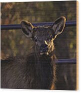 Calf Elk By Gate At Sunrise Wood Print